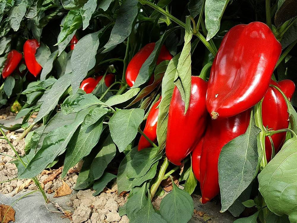 Market fiyatı tarlanın 5 katı! Kansere kalkan oluyor kalp krizini durduruyor - Resim: 10